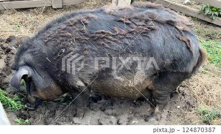 A big black fat piggy is digging in the mud. 124870387