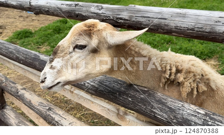 A sheep on a farm stands behind a wooden fence and takes food from his hands. 124870388