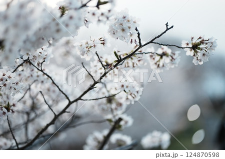 寒桜 124870598