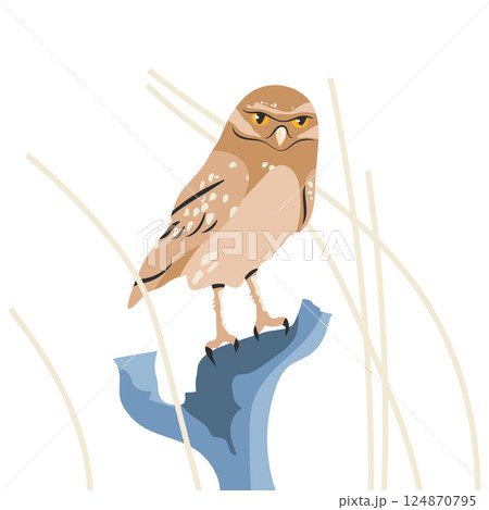 A Eurasian pygmy owl sits on a dry branch against a white background. Vector illustration. 124870795
