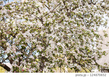 apple branch of a flowering tree. tree in bloom background 124870832