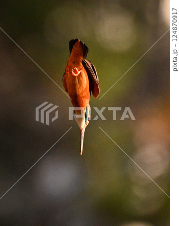 垂直降下するカワセミ 124870917