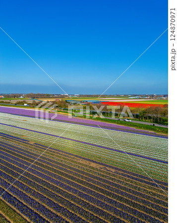 Aerial view of vibrant tulip fields in full bloom, displaying colorful rows of flowers in a rural landscape, with nearby roads, farms, and a distant town under a clear blue sky. Aerial view of vibrant tulip fields in full bloom, displaying colorful rows of flowers in a rural landscape, with nearby roads, farms, and a distant town under a clear blue sky. 124870971