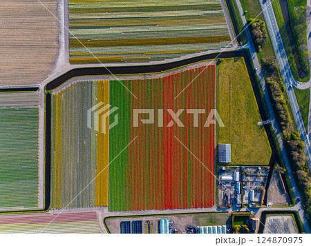 Aerial view of vibrant tulip fields in full bloom, displaying colorful rows of flowers in a rural landscape, with nearby roads, farms, and a distant town under a clear blue sky. Aerial view of vibrant tulip fields in full bloom, displaying colorful rows of flowers in a rural landscape, with nearby roads, farms, and a distant town under a clear blue sky. 124870975