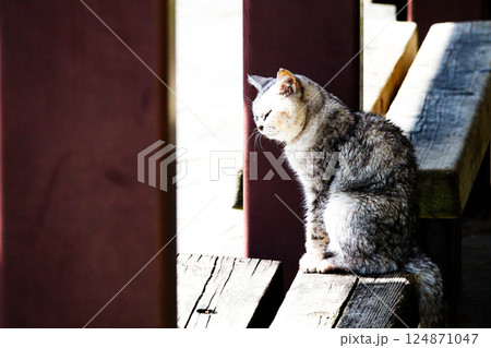 ベンチの上で日向ぼっこする野良猫 124871047