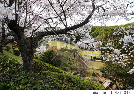 【葛城山麓公園　満開桜 / 奈良県葛城市】 124871048