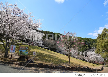 【葛城山麓公園　満開桜 / 奈良県葛城市】 124871054