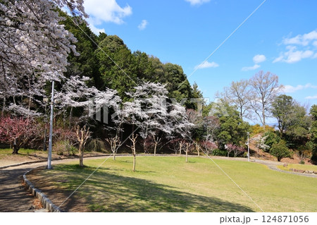 【葛城山麓公園 満開桜 / 奈良県葛城市】 【葛城山麓公園 満開桜 / 奈良県葛城市】 124871056