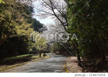 【葛城山麓公園　満開桜 / 奈良県葛城市】 124871058