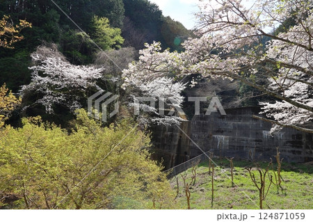 【葛城山麓公園 満開桜 / 奈良県葛城市】 【葛城山麓公園 満開桜 / 奈良県葛城市】 124871059
