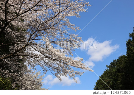【葛城山麓公園　満開桜 / 奈良県葛城市】 124871060