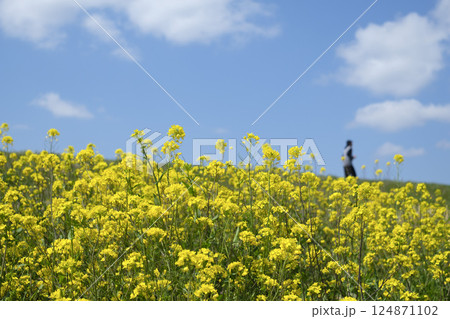春の柔らかな日差しと菜の花 124871102