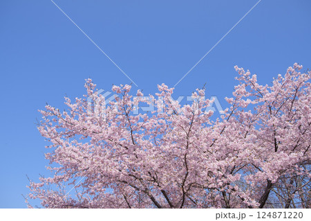 早春の青空に咲く大漁桜の花と青空 124871220