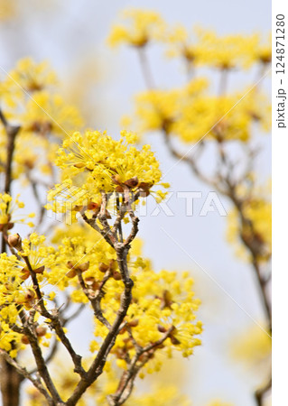 サンシュユの黄色い花 124871280