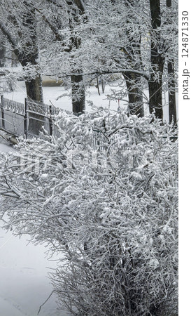 Winter weather it is snowing, trees in snow. Snowfall and cold. Light sky. 124871330