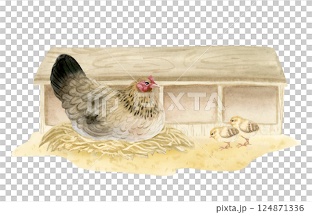 Brown black chicken hen hatching eggs in nesting boxes watercolor illustration isolated on white. Poultry yard sitting bird with baby chicks on sand ground for farm designs. Realistic fowl clip art 124871336