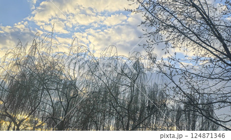 Blue sky with clouds, winter weather. Clouds on the background of trees. Blue sky with clouds, winter weather. Clouds on the background of trees. 124871346