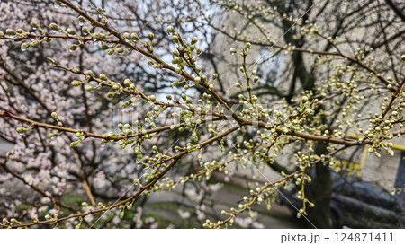 Flowers and buds on tree branches. Spring blossoming of apricots and cherries. 124871411