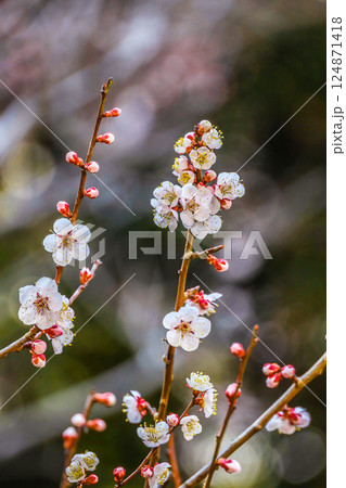 ウメの枝花 ウメの枝花 124871418