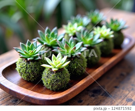 A set of miniature Kokedama, each a tiny moss-wrapped ball holding succulent on wooden tray 124871592