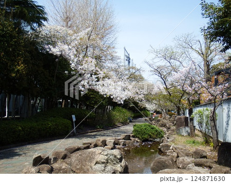衣笠山公園のソメイヨシノ 124871630