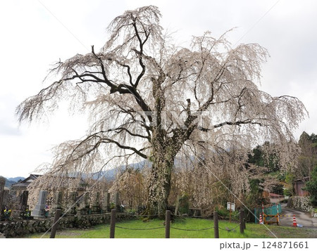 山梨県 原間の糸桜 3月 山梨県 原間の糸桜 3月 124871661