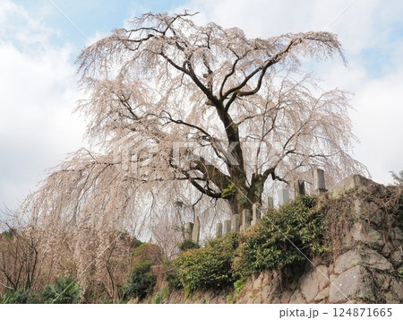山梨県 原間の糸桜 3月 山梨県 原間の糸桜 3月 124871665