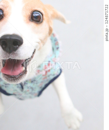 びっくり顔のビーグル犬 びっくり顔のビーグル犬 124871722