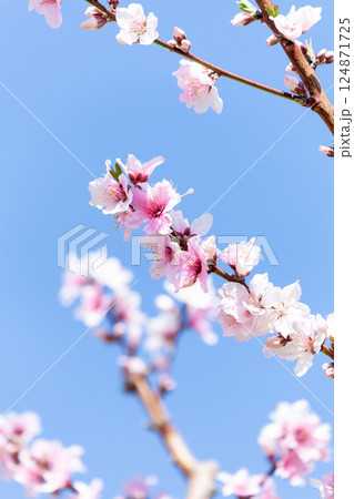 青空に映える桃の花 124871725