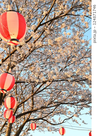 桜まつり　桜と提灯 124871746