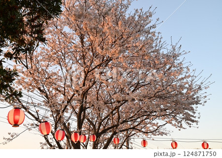 桜まつり 桜と提灯 桜まつり 桜と提灯 124871750