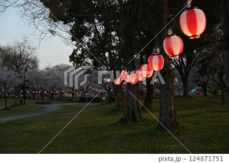 桜まつり　桜と提灯 124871751