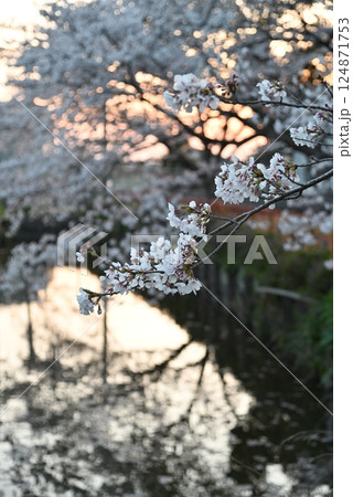夜桜と水鏡 夜桜と水鏡 124871753