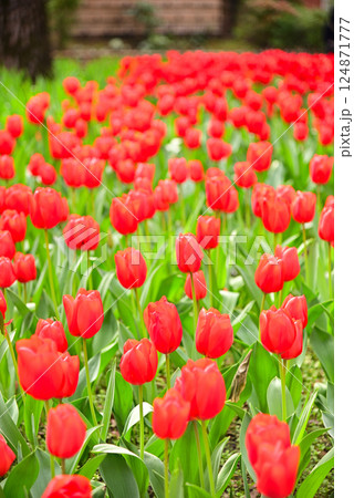 春花壇のチューリップ 124871777