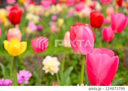 春花壇のチューリップ 春花壇のチューリップ 124871799