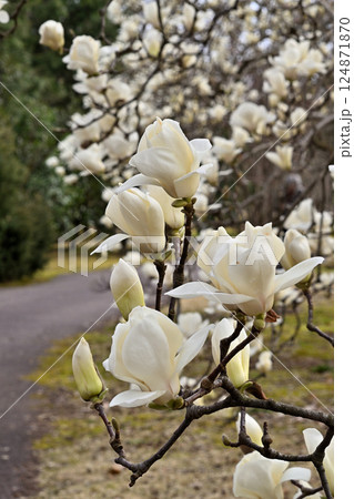 ハクモクレンの花 ハクモクレンの花 124871870