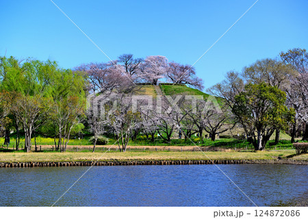春　行田市のさきたま古墳公園のさくら 124872086
