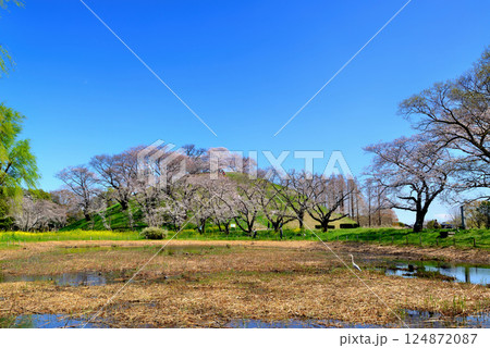 春　行田市のさきたま古墳公園のさくら 124872087