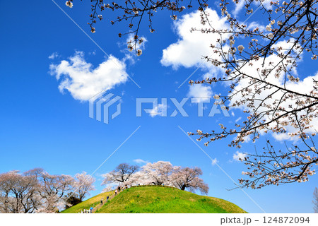 春 行田市のさきたま古墳公園のさくら 春 行田市のさきたま古墳公園のさくら 124872094