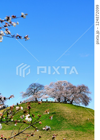 春 行田市のさきたま古墳公園のさくら 春 行田市のさきたま古墳公園のさくら 124872099