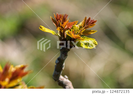 春に芽吹くタラの新芽 春に芽吹くタラの新芽 124872135