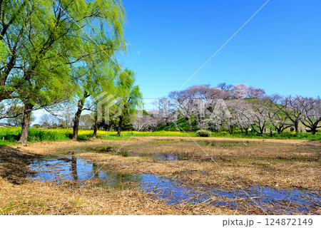 春　行田市のさきたま古墳公園のさくら 124872149