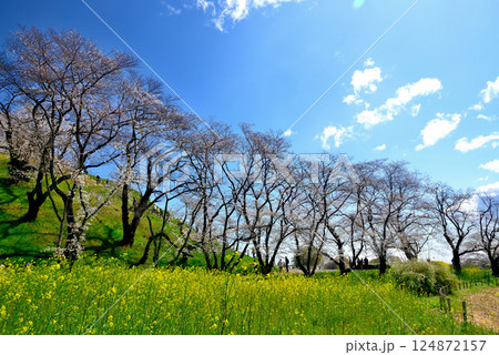 春 行田市のさきたま古墳公園のさくら 春 行田市のさきたま古墳公園のさくら 124872157