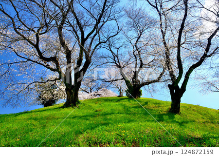 春　行田市のさきたま古墳公園のさくら 124872159