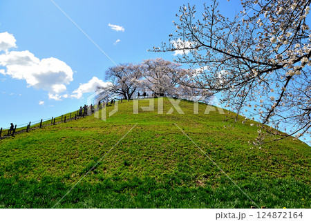 春 行田市のさきたま古墳公園のさくら 春 行田市のさきたま古墳公園のさくら 124872164