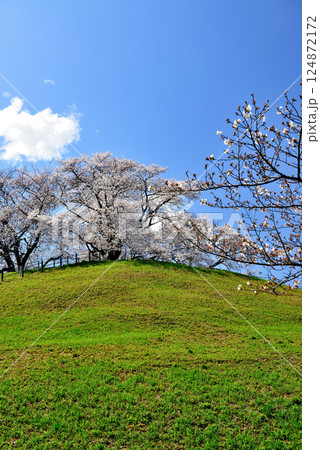 春　行田市のさきたま古墳公園のさくら 124872172