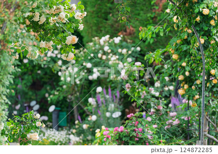 一般公開されているひらかたパークで見頃を迎えた綺麗なバラを撮影 124872285