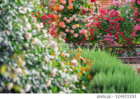 一般公開されているひらかたパークで見頃を迎えた綺麗なバラを撮影 一般公開されているひらかたパークで見頃を迎えた綺麗なバラを撮影 124872291
