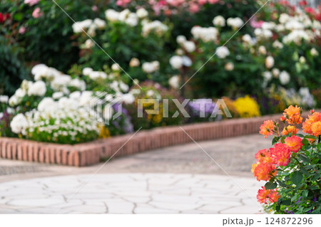 一般公開されているひらかたパークで見頃を迎えた綺麗なバラを撮影 一般公開されているひらかたパークで見頃を迎えた綺麗なバラを撮影 124872296