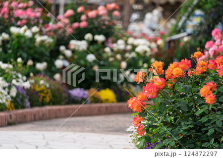 一般公開されているひらかたパークで見頃を迎えた綺麗なバラを撮影 一般公開されているひらかたパークで見頃を迎えた綺麗なバラを撮影 124872297